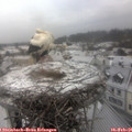 08_35-nest.jpg