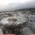 08_50-nest.jpg