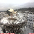 09_15-nest.jpg