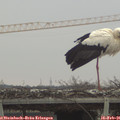 09_20-mast.jpg