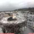 09_25-nest.jpg