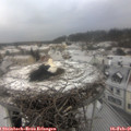 09_30-nest.jpg