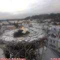 09_40-nest.jpg