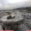 09_45-nest.jpg