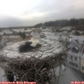 09_50-nest.jpg