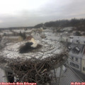 10_15-nest.jpg