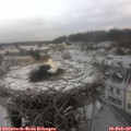 10_20-nest.jpg