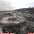 10_45-nest.jpg