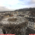 11_00-nest.jpg