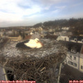 11_15-nest.jpg