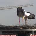 12_05-mast.jpg