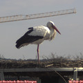 12_10-mast.jpg