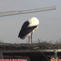 12_15-mast.jpg