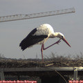 12_20-mast.jpg