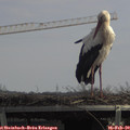12_25-mast.jpg