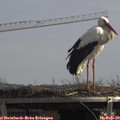 12_30-mast.jpg