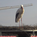 12_45-mast.jpg