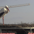12_50-mast.jpg