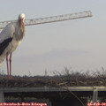 13_00-mast.jpg
