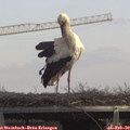 13_10-mast.jpg