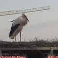 13_15-mast.jpg