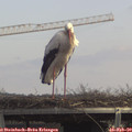 13_20-mast.jpg