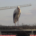 13_30-mast.jpg