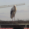 13_35-mast.jpg
