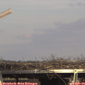 15_20-mast.jpg
