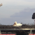 15_35-mast.jpg