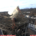 15_35-nest.jpg