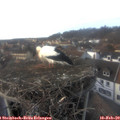 15_40-nest.jpg
