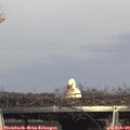 15_50-mast.jpg