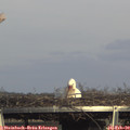 15_55-mast.jpg