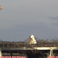 16_00-mast.jpg
