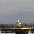 16_10-mast.jpg