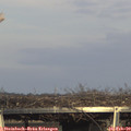 16_20-mast.jpg