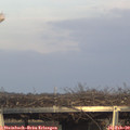 16_40-mast.jpg