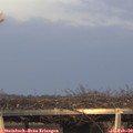 17_00-mast.jpg