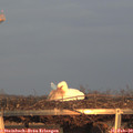 17_20-mast.jpg