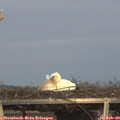 17_30-mast.jpg