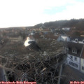 17_30-nest.jpg