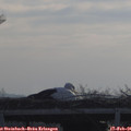 09_10-mast.jpg