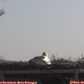 10_25-mast.jpg