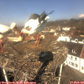 11_15-nest.jpg