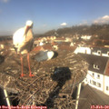 11_20-nest.jpg