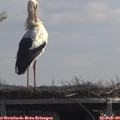 11_35-mast.jpg