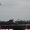 12_05-mast.jpg
