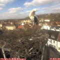 12_30-nest.jpg