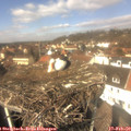 12_50-nest.jpg